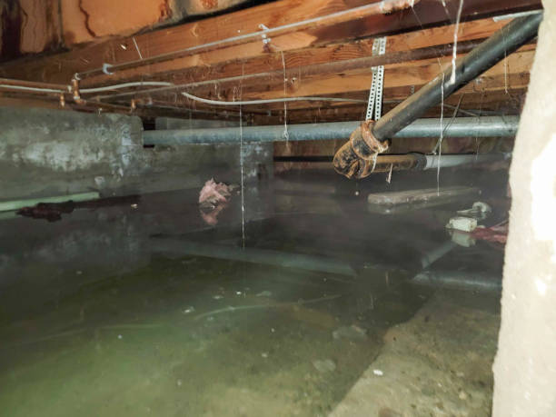 Best Local water damage restoration  in Millville, UT